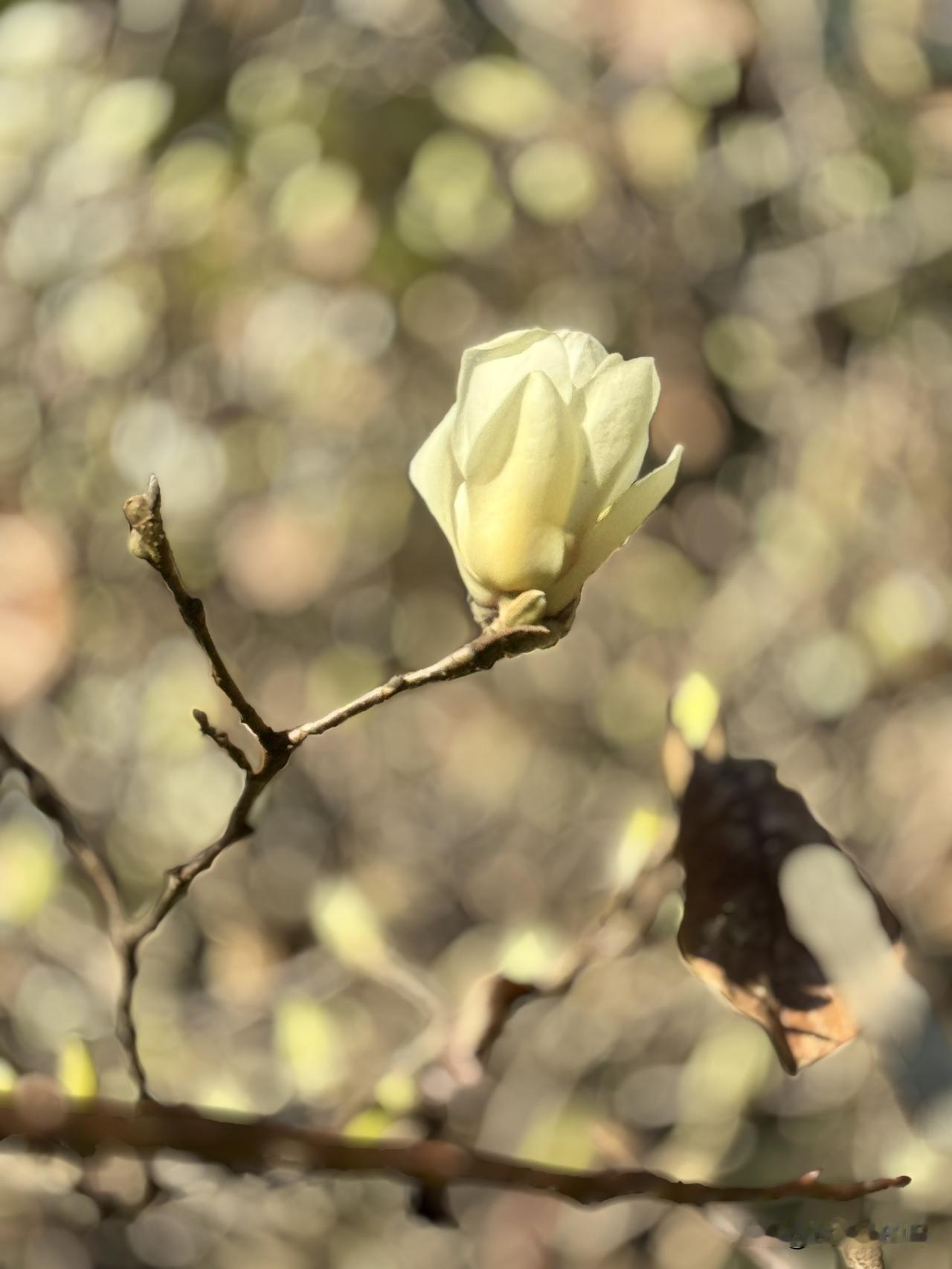 发一张花照，证明你是花友玉兰花