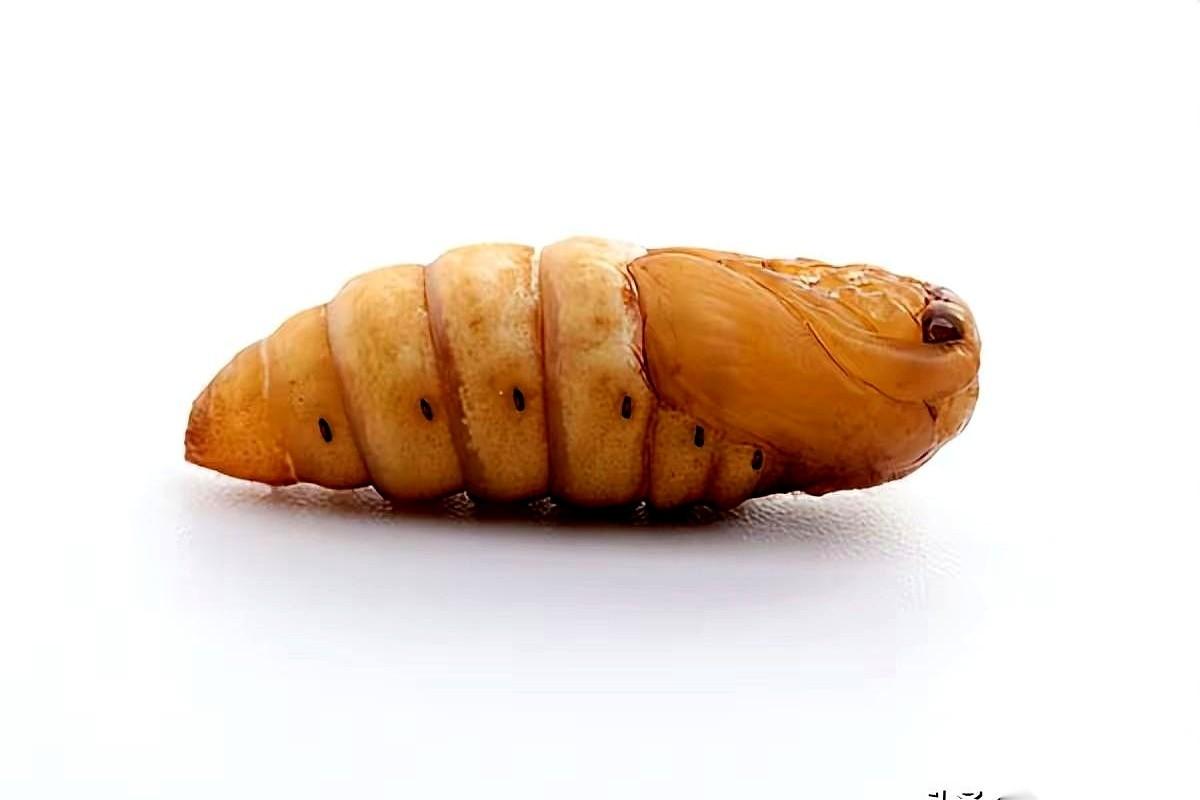 你敢信吗？
一条连脑子都没有的小白虫，硬生生把当年不可一世的罗马帝国给掏空了。