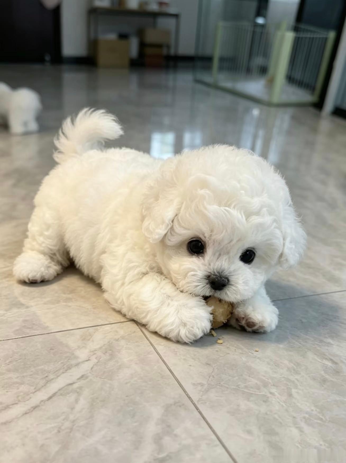小鼻嘎真可爱啊