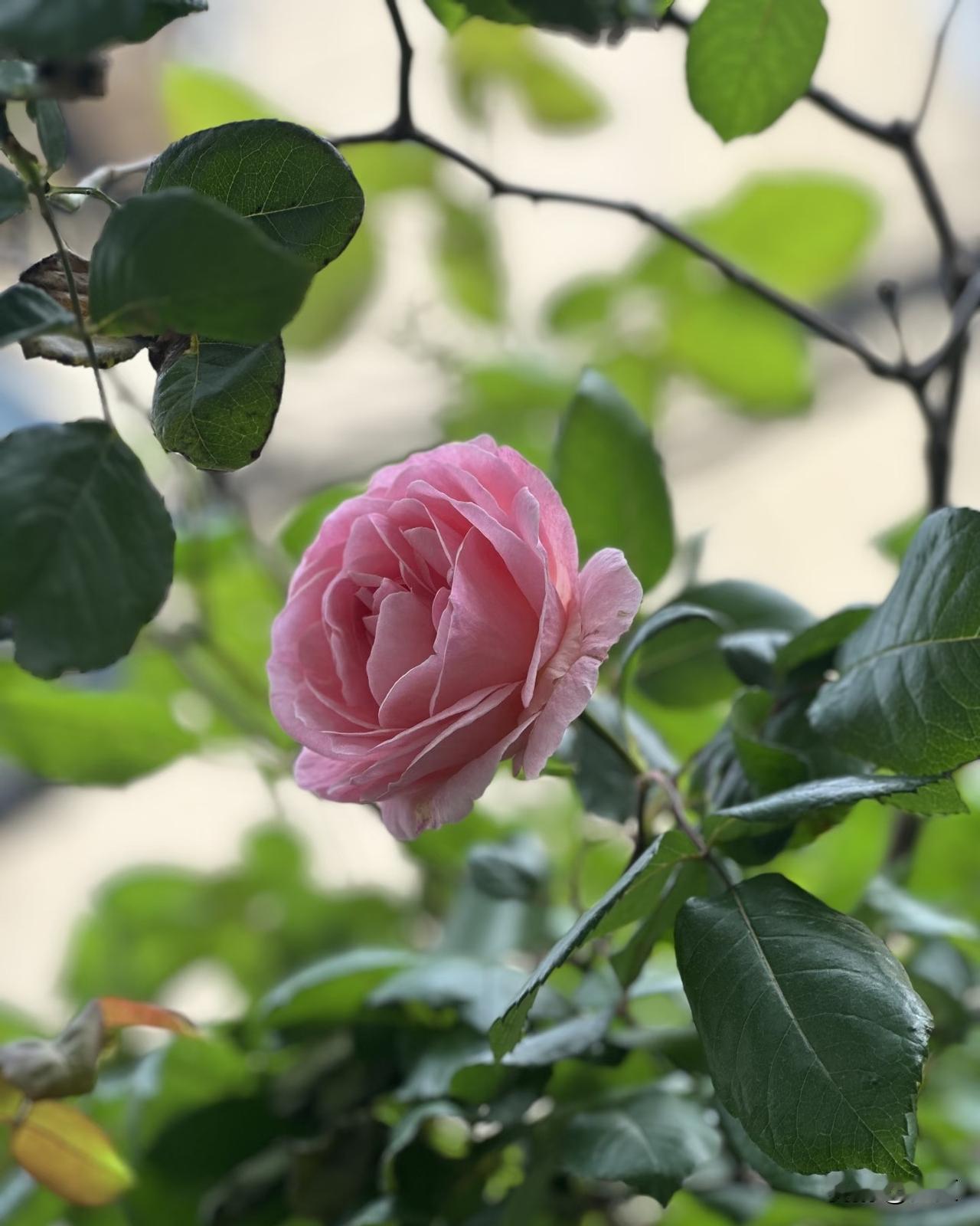 一个人最大的福气就是有个好心态，
因为人只有心情好，
运气才会好，所以要活在当下