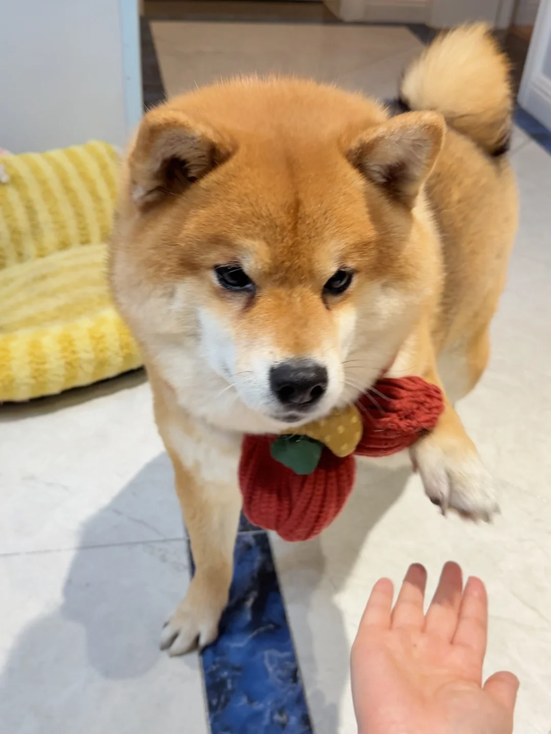 人 可以和你握手吗