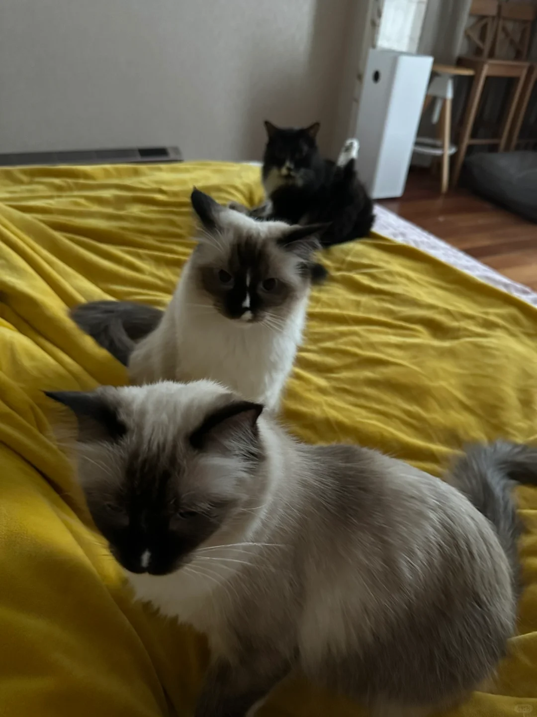 哈哈哈哈哈突然形成的对角线