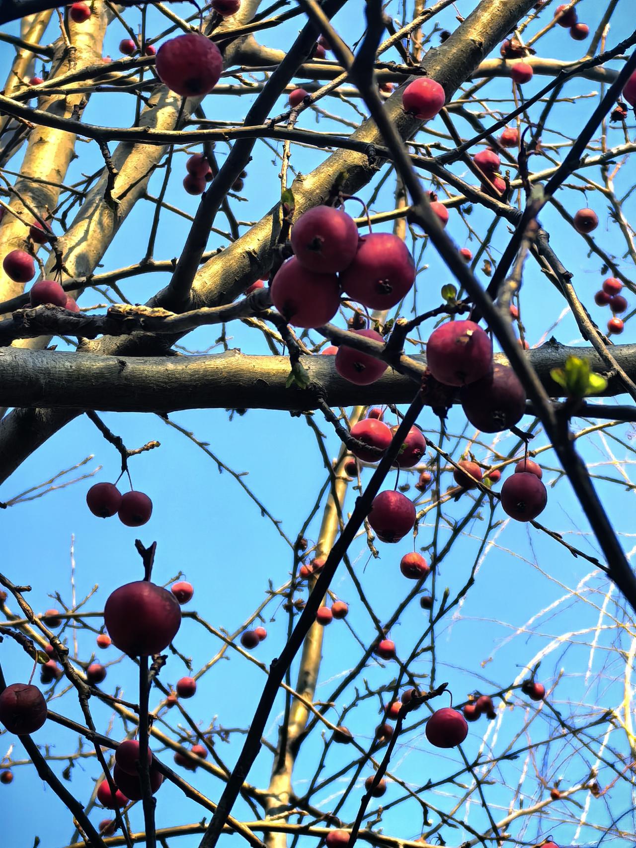 喜欢拍美景春天的红果树增添一份收获的喜悦春天的美景图 春日拍春景 春天靓丽景色