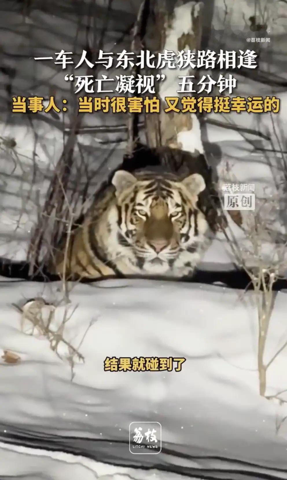 完整榜单公布的那一刻，网友们的心都揪紧了。这不是普通的野生动物报道，而是一场令人