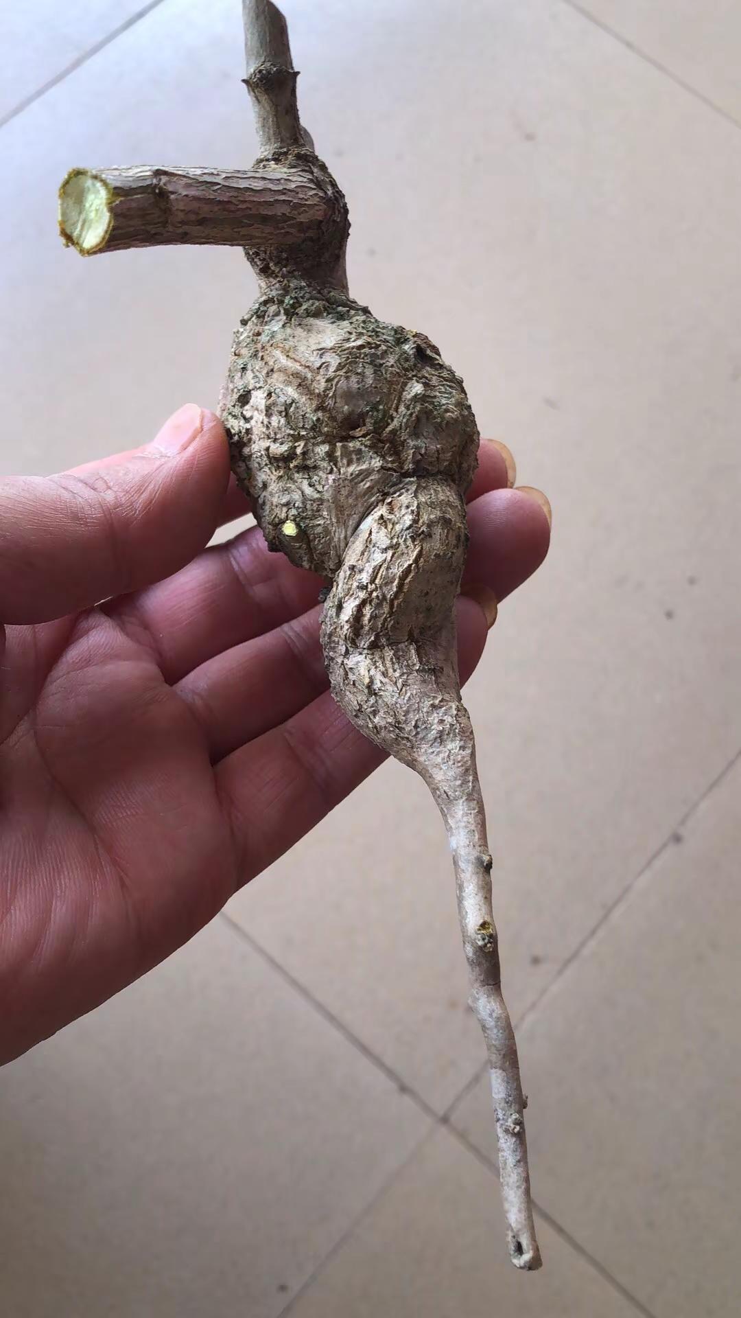 世人皆言黄连苦，孰之生活味更怪。