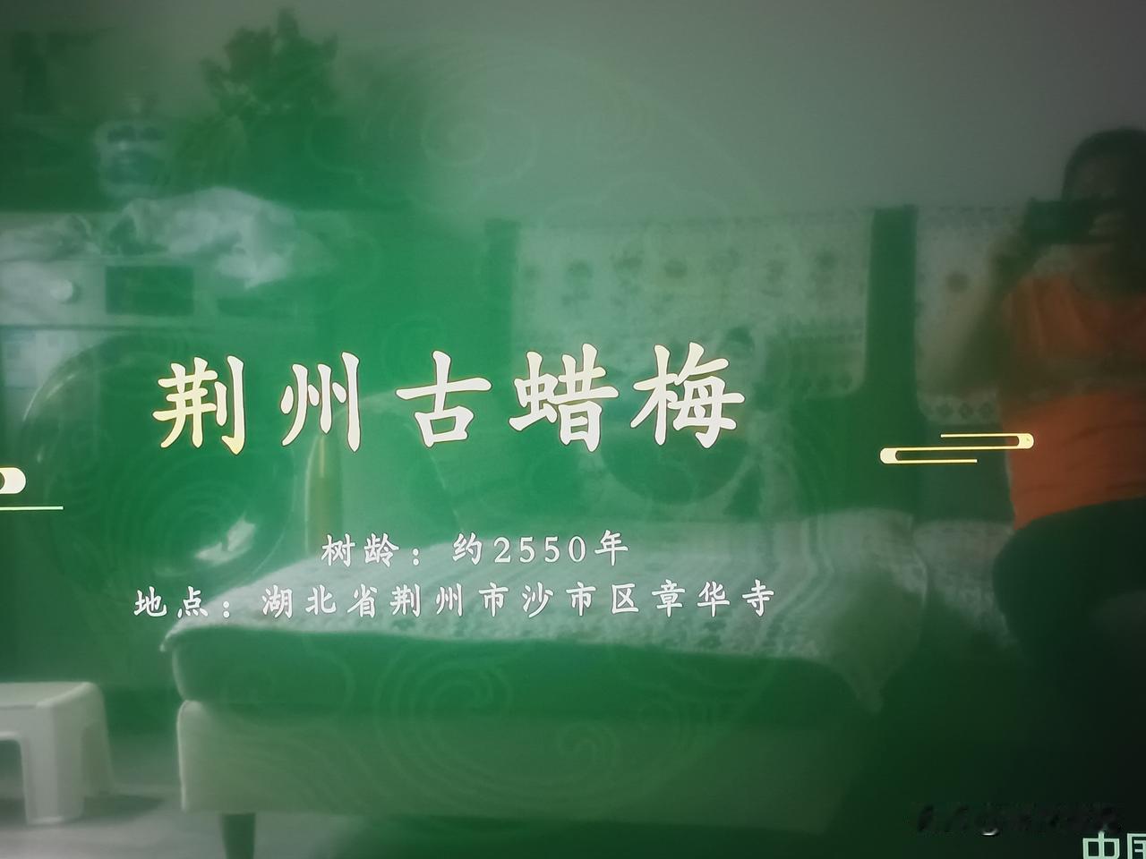 今年春天最想实现的心愿，就是去观赏荆州古腊梅，是时令春花。

我想象那古腊梅应开