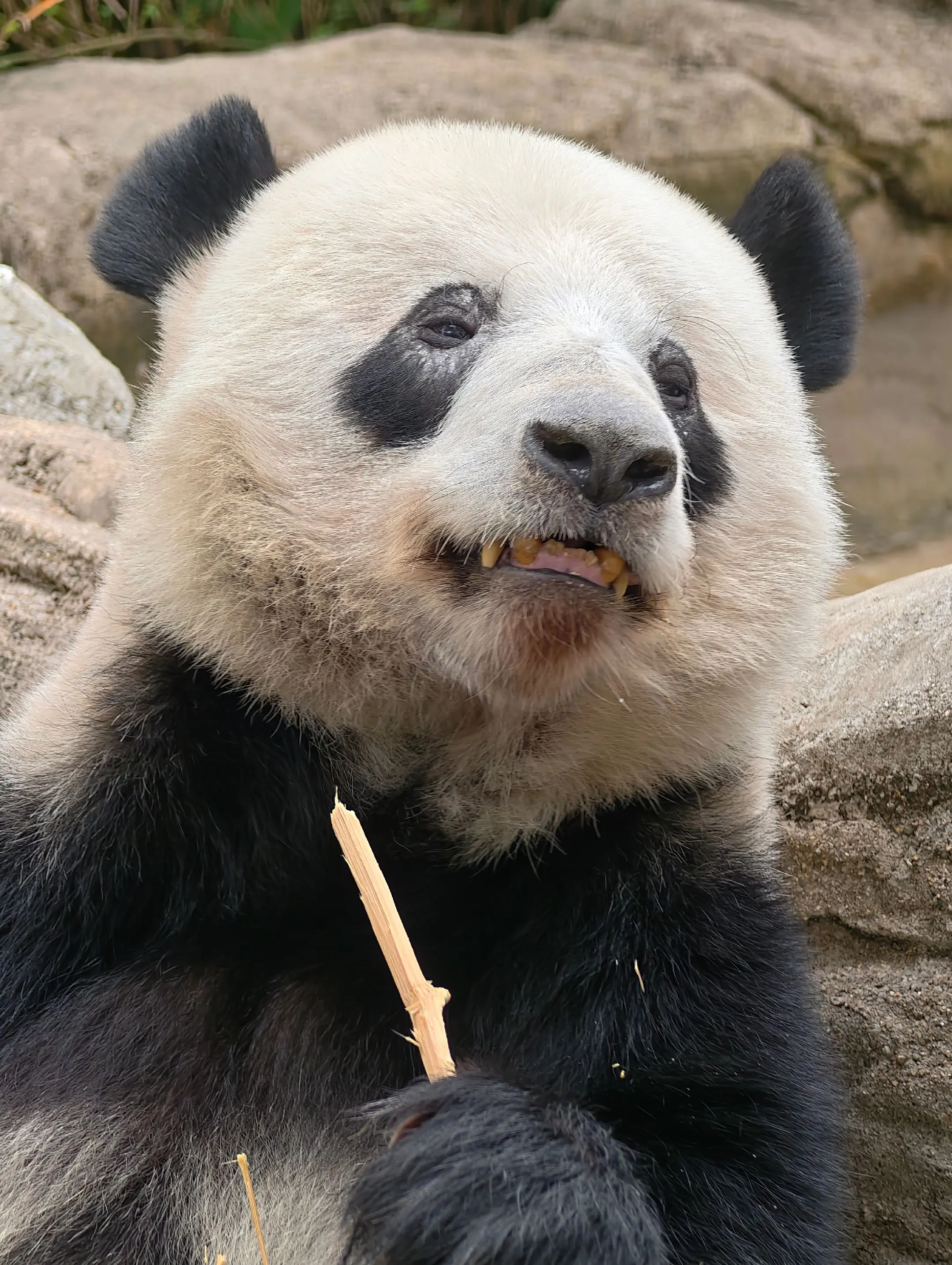 星一：春天来了，我依然系单身寡佬。