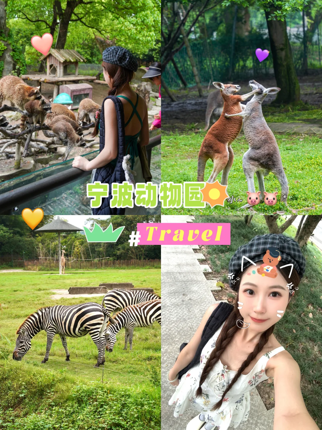 宁波动物园𝙯𝙤𝙤 𝙙𝙖𝙮🪵🐨🐾!!!(附地图)