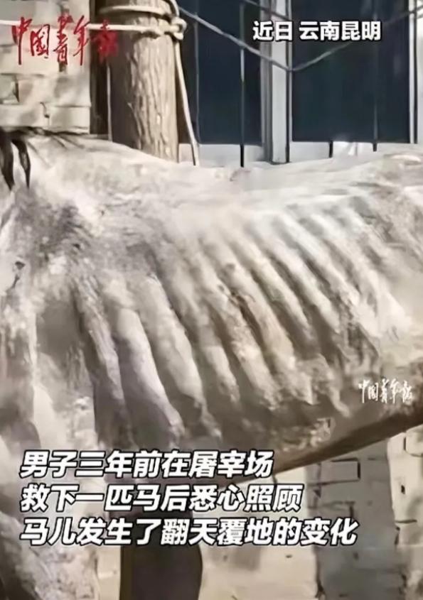 “马遇伯乐！”云南，一匹病马原本要被主人宰掉，被一位好心人救了下来，三个多月里花