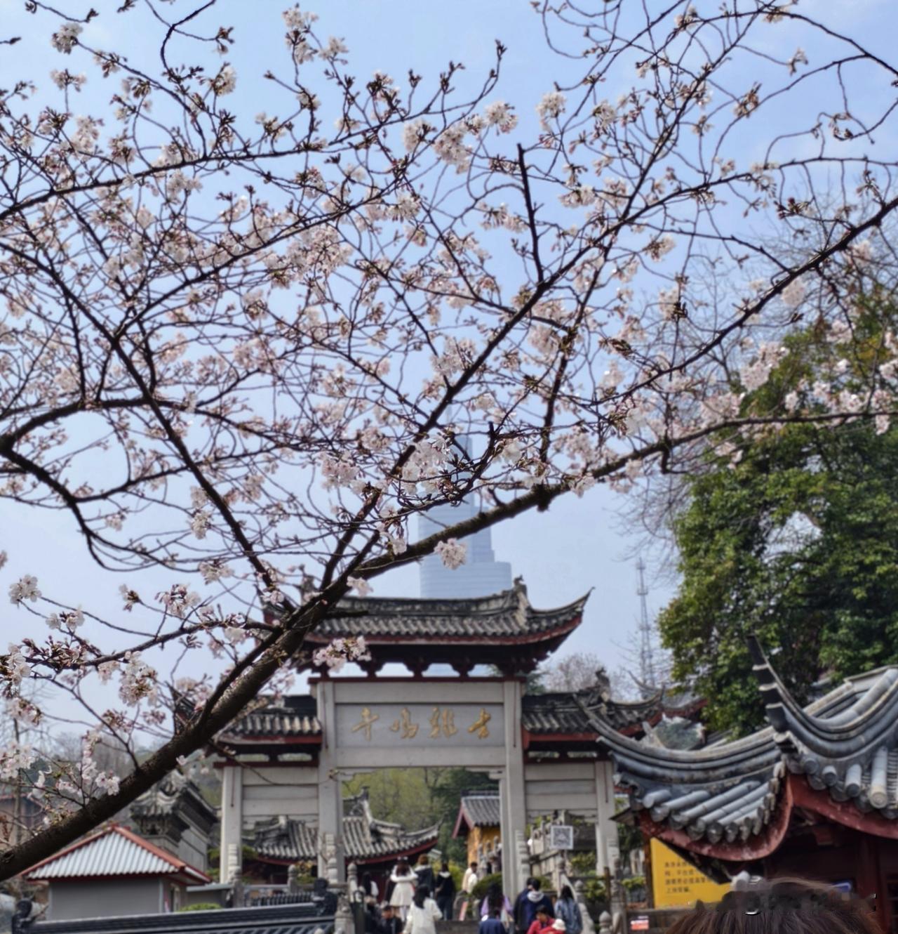 南京春天打卡∽鸡鸣寺路的樱花

世间最美的遇见，就是我恰好路过，你恰好盛开。晒