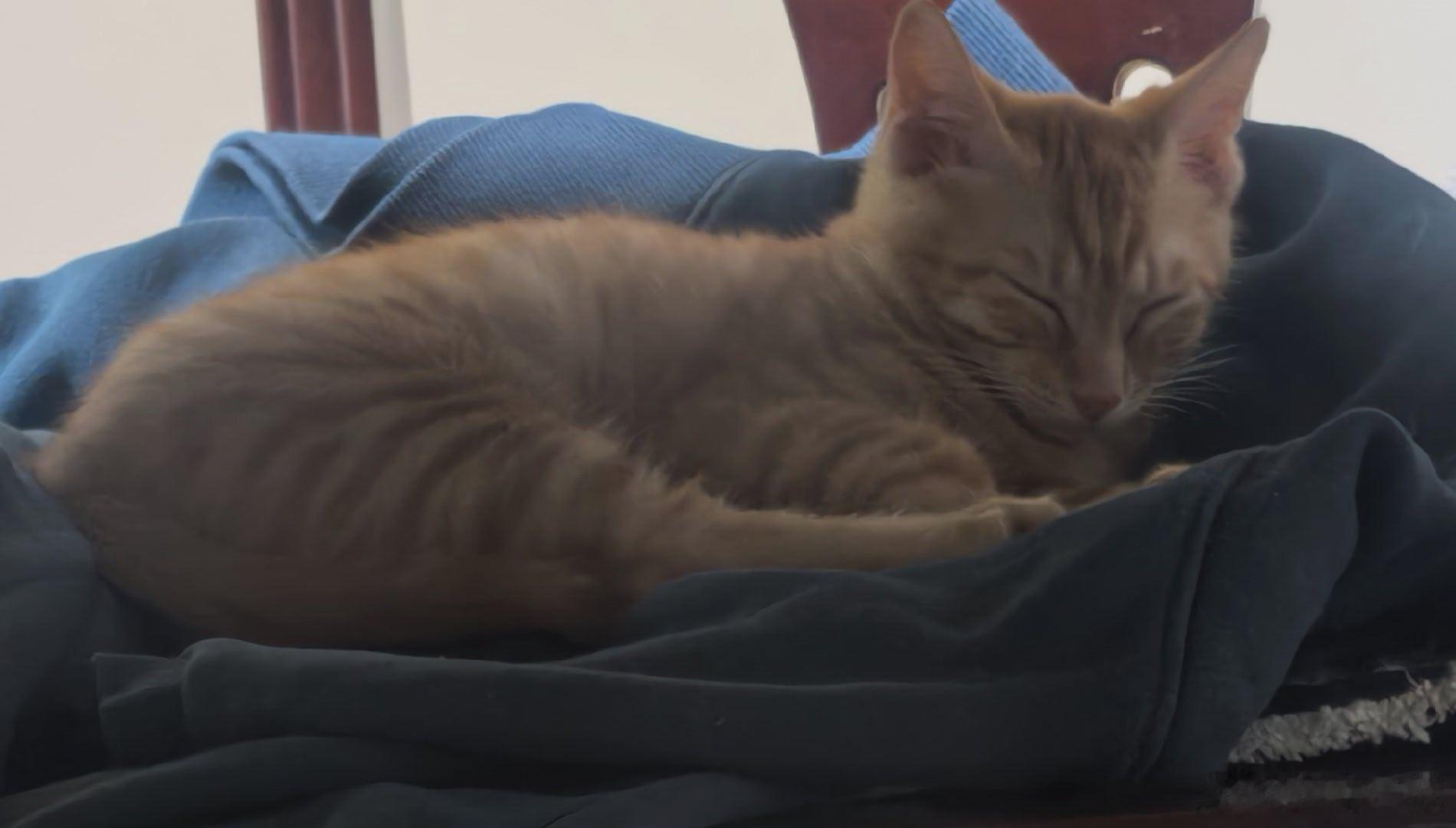 我猫崽的猫干妈给猫崽买了三大箱猫砂整整12袋，够用三个月了