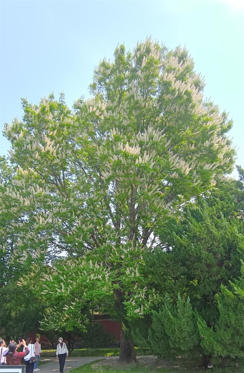 这是菩提树吗

在公园里看到一株大树。伞状树冠上开满了穗状的白花。人们纷纷驻足欣