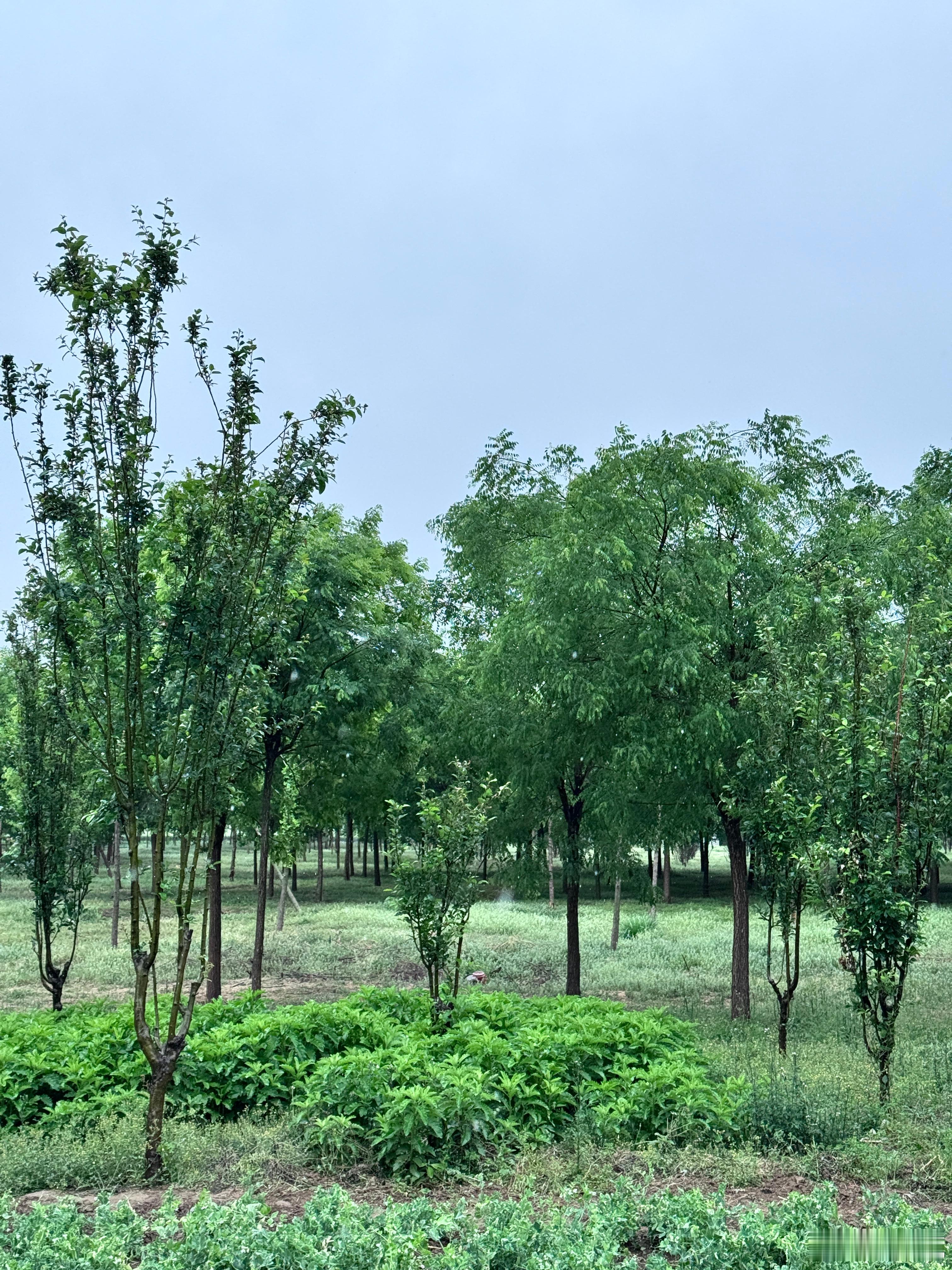 北京今天一直下雨，看朋友圈广东也在暴雨。春雨贵如油，听说广西一直干旱，多下点雨吧