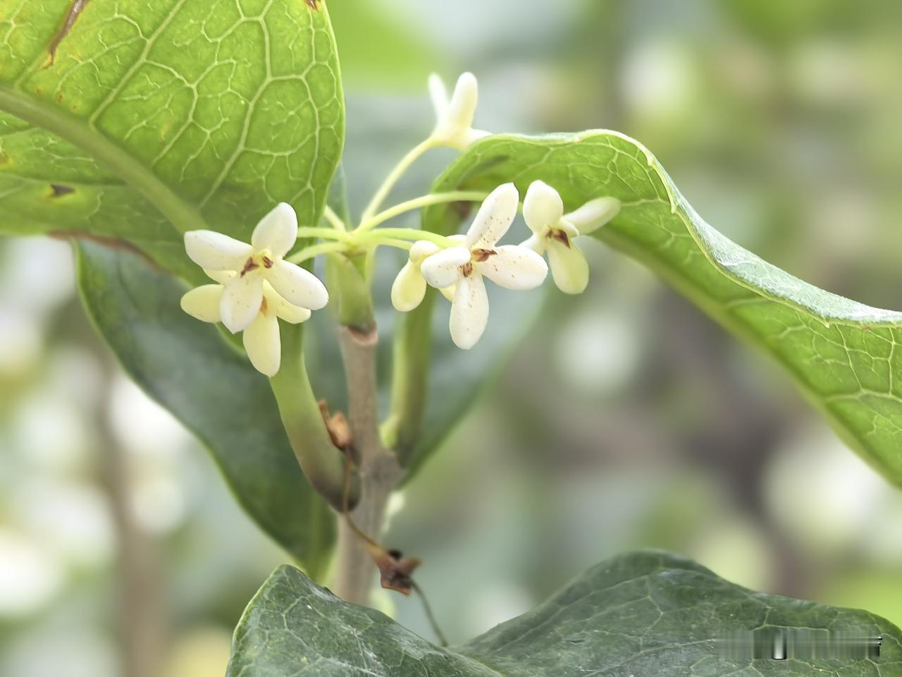 颐和园西门残存的桂花