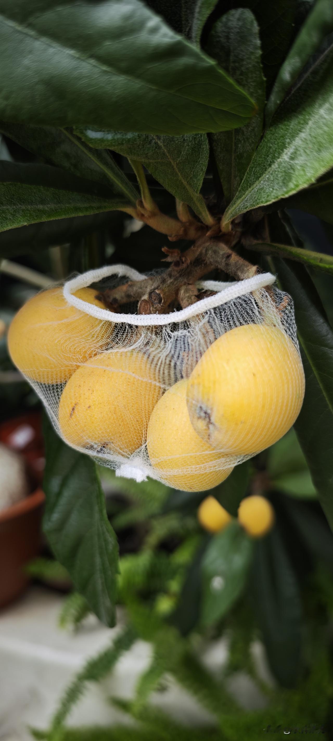 Loquat, lemon, and cucumber[微风]