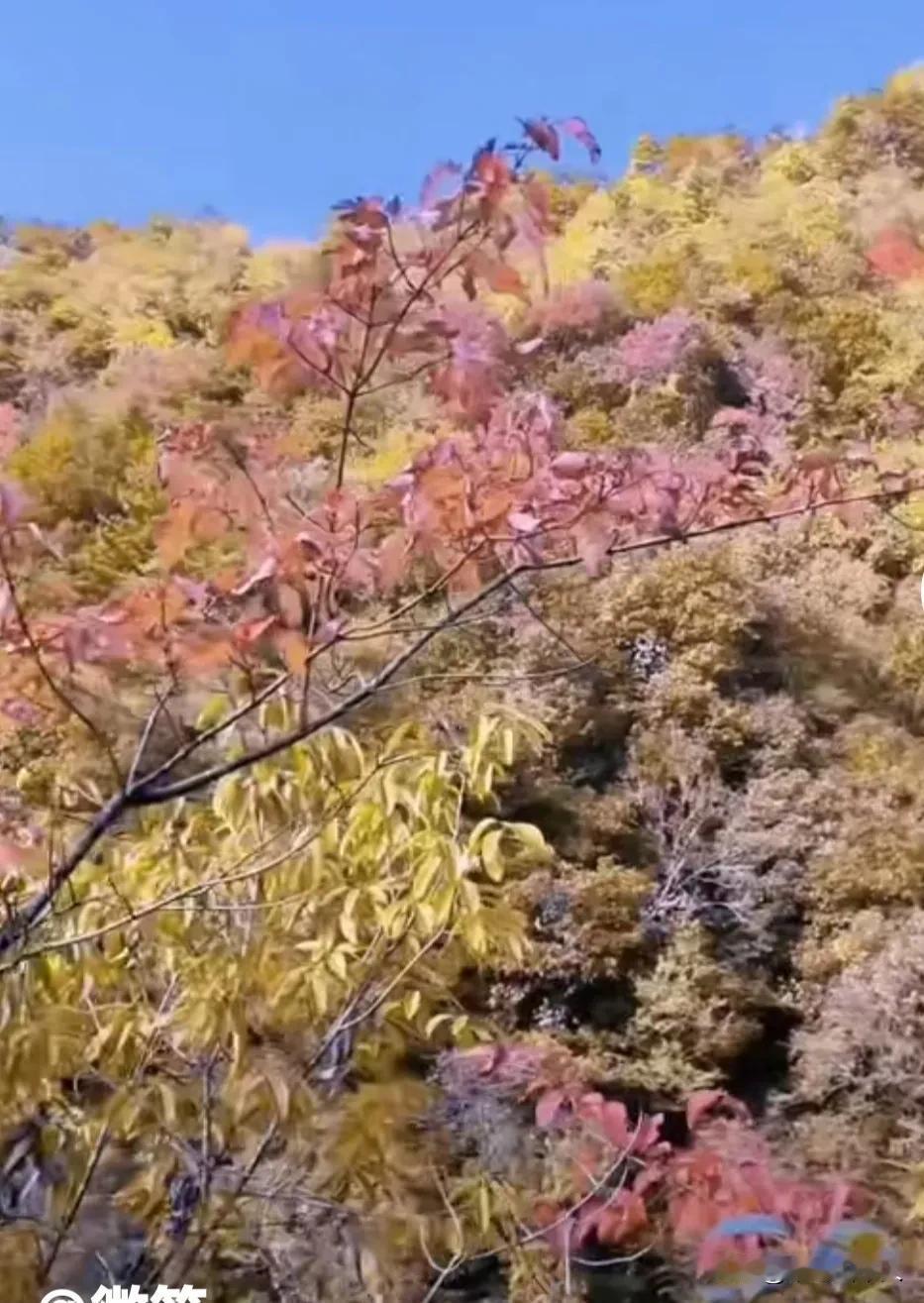 今天立冬，冬天正式向我们走来:

初冬大地色渐淡，
暮冷风冽晨霜天。
行人缩手藏