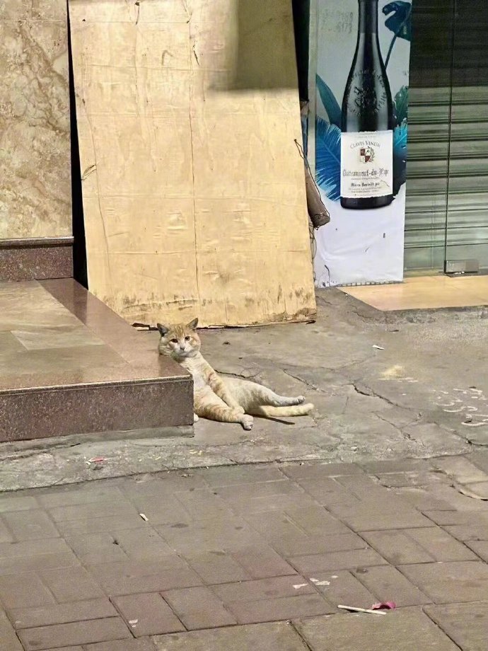 猫猫演绎打工人精神状态 ​​​