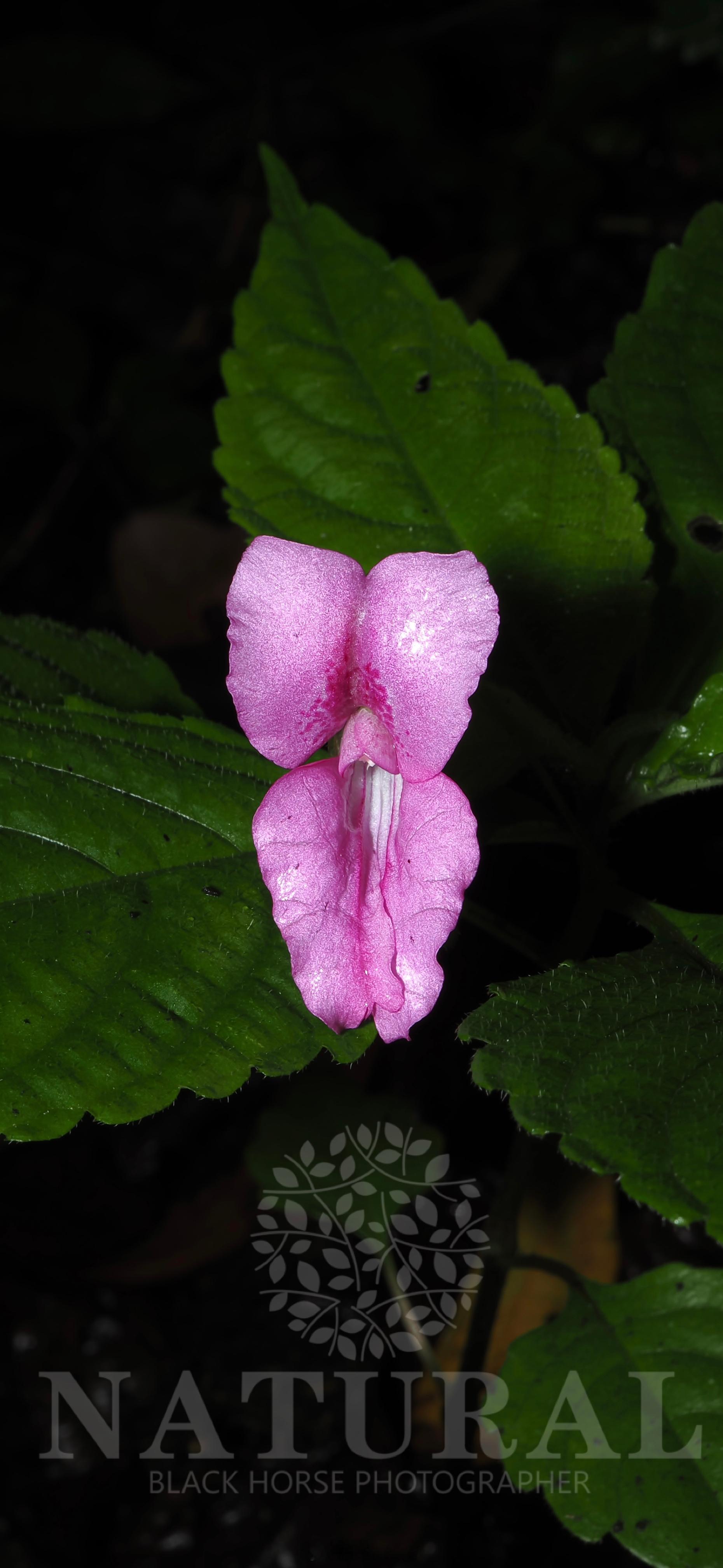 白沙凤仙花 Impatiens baishaensis凤仙花科 凤仙花属 