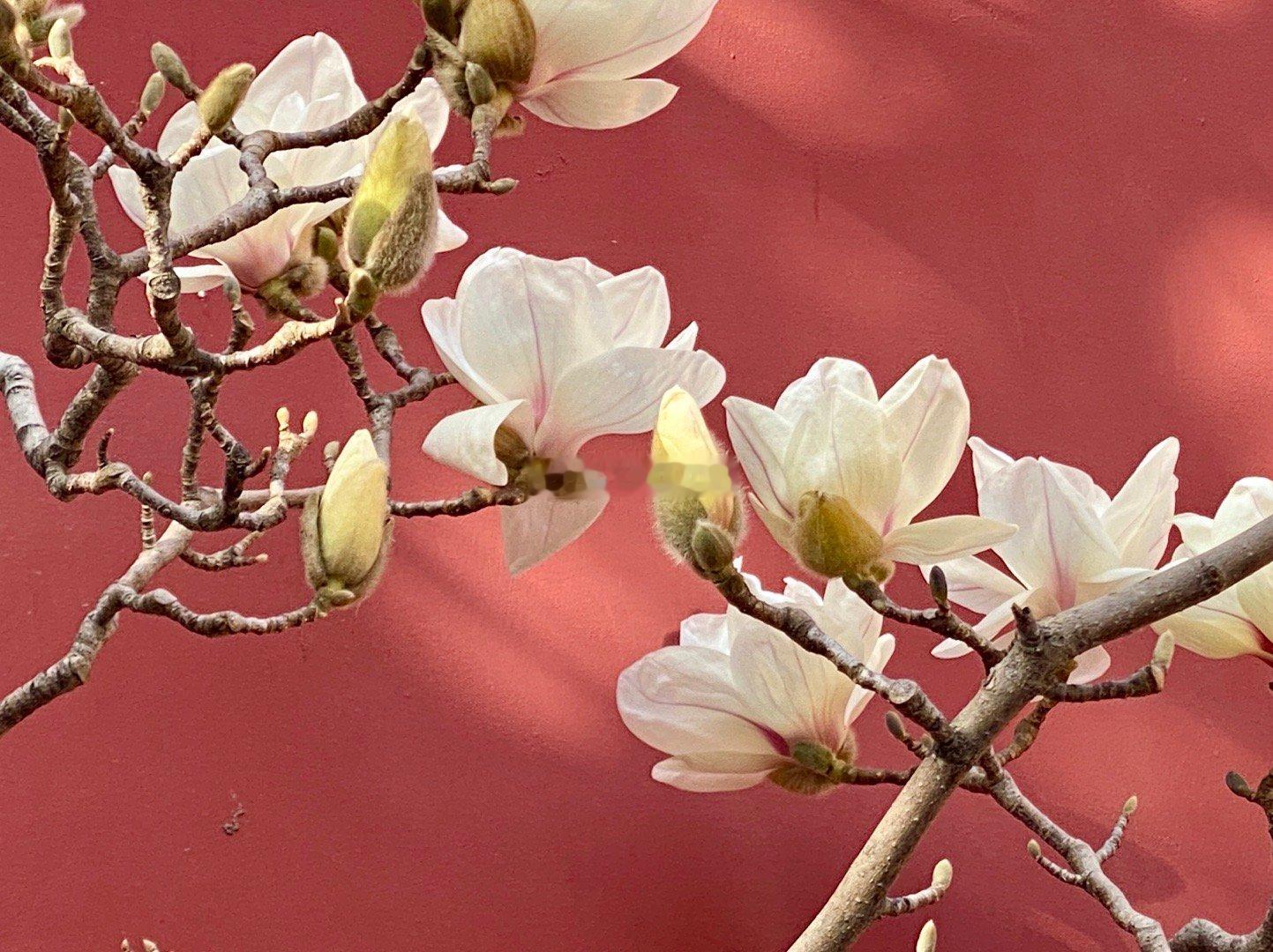 北京地坛公园的玉兰花开了，在红墙的映衬下格外迷人  摄影​​​