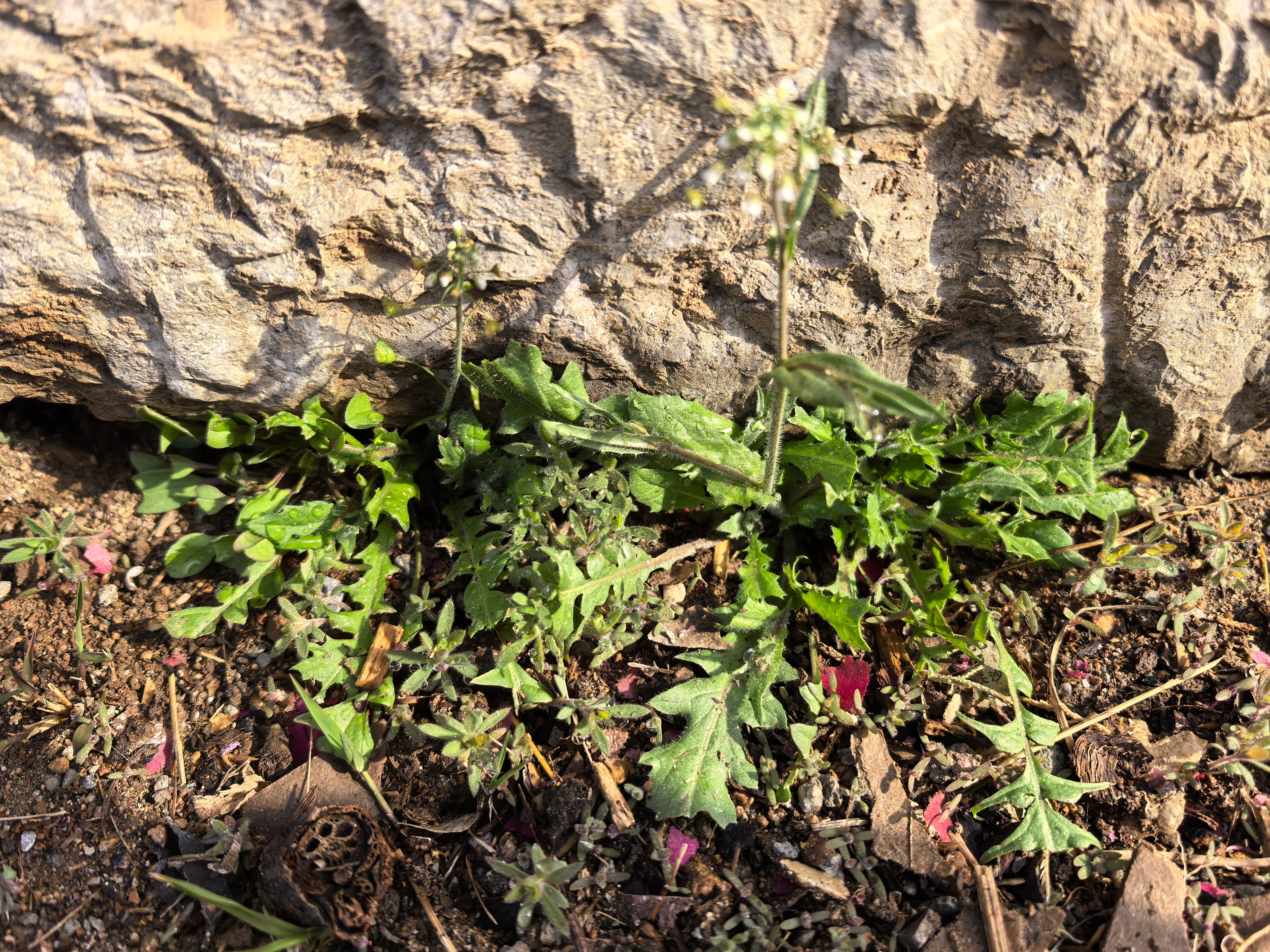 昨天的一场小雨，眼看着野菜呼呼长。今天去挖苦菜，这是个有益身心的家庭活动。这种活