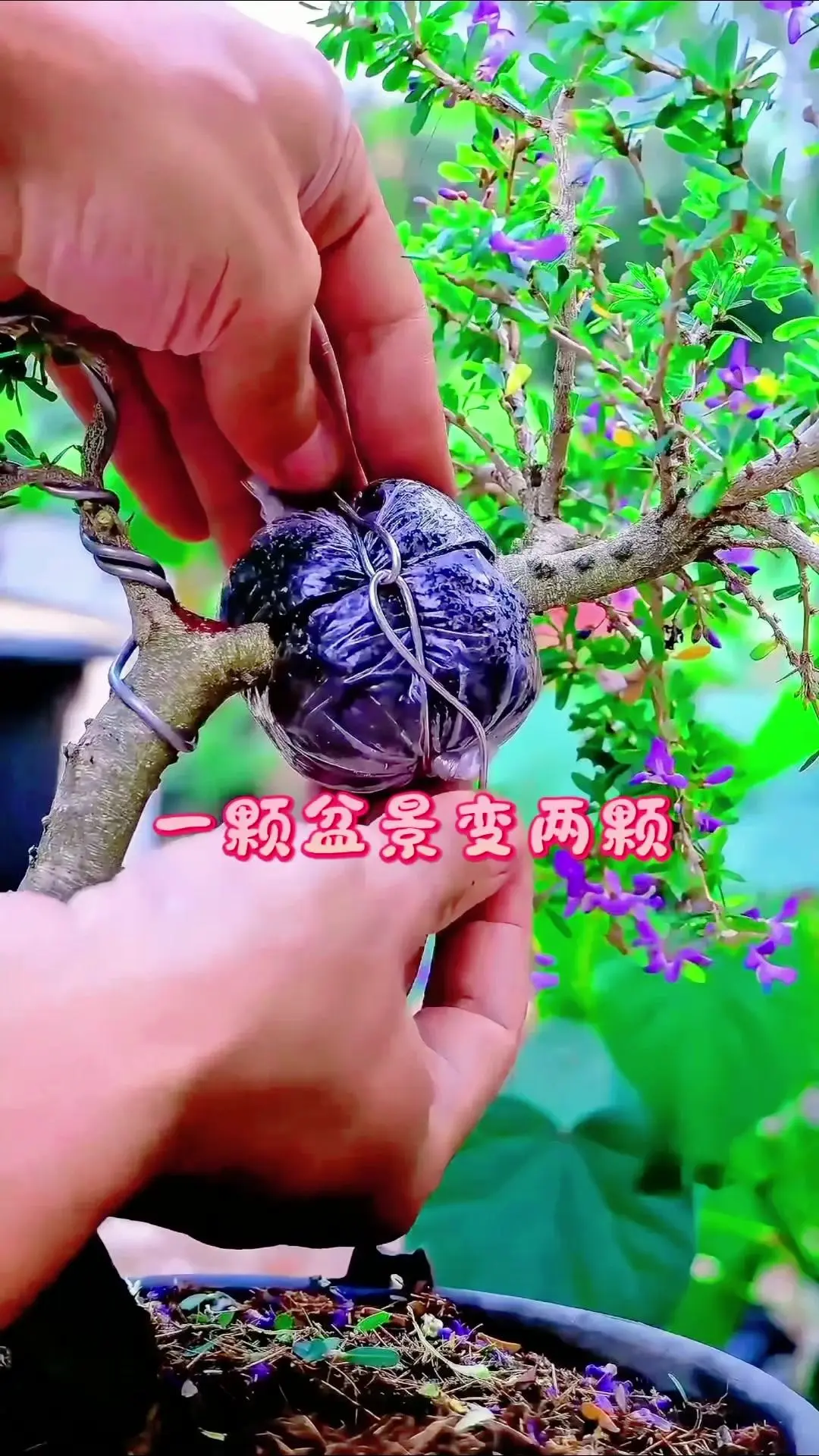 盆景高空压条实操教程，新手也能轻松上手！ 🌿准备好合适的枝条、环切工...