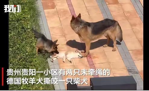 请问一下动物保护协会的人士，这个时候应该帮哪边？