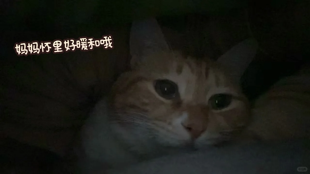 芒果的周末