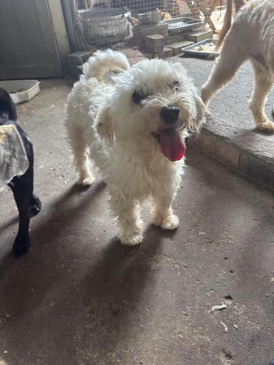 狗狗们的云麻麻们，本周推迟一天更新视频哦