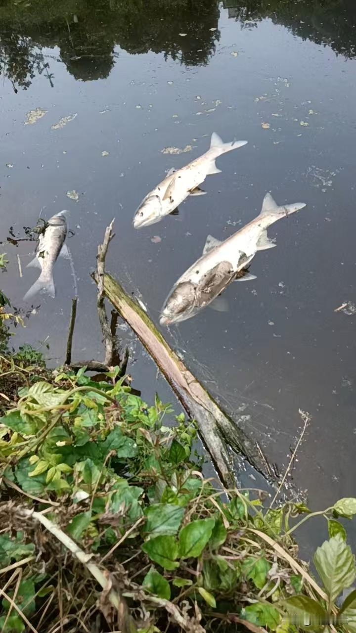 池塘里的鱼这个时候死去是什么原因？