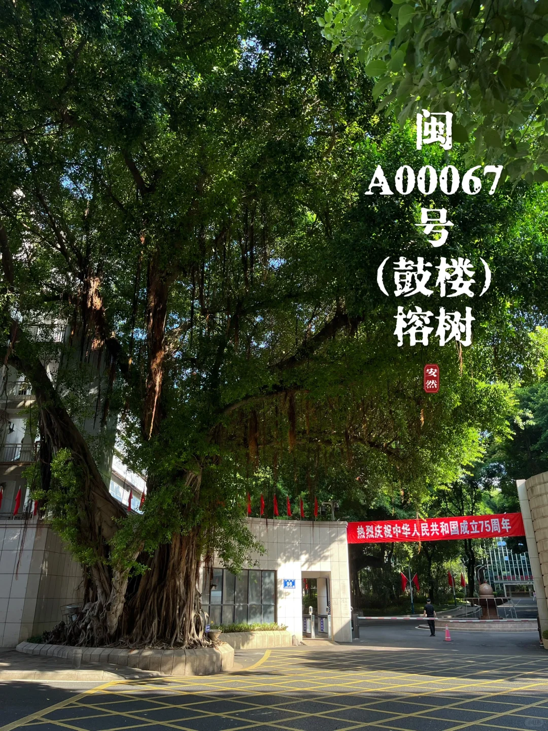州古树名木24 | 一棵被裹小鞋的大榕树