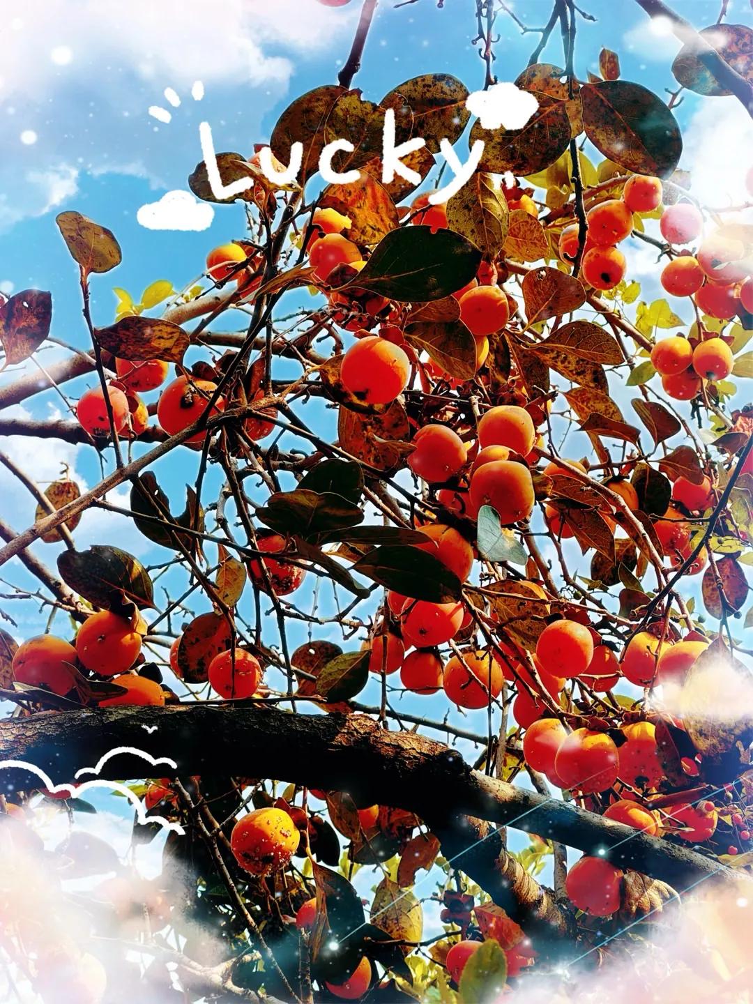 泰山脚下多“籽”多福、“柿柿”如意。[大笑]