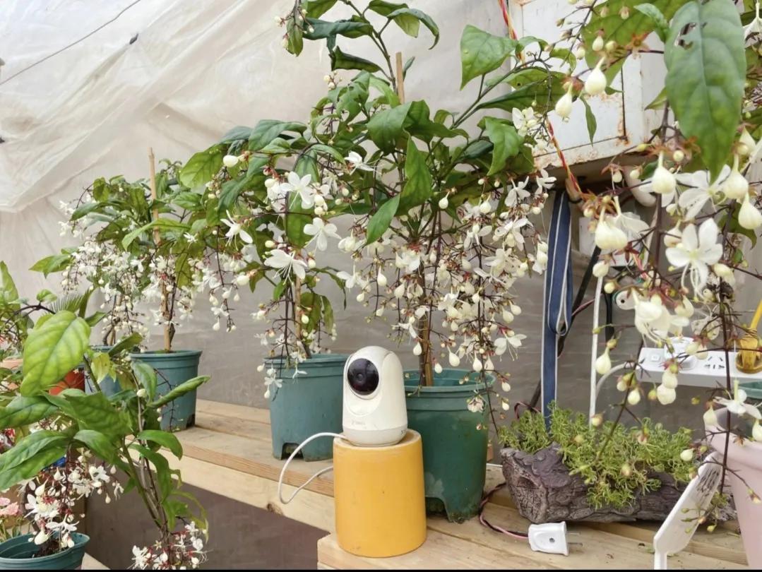 这垂丝茉莉
12.8元一盆
值不值

耐阴好养
有喜欢的可以试试