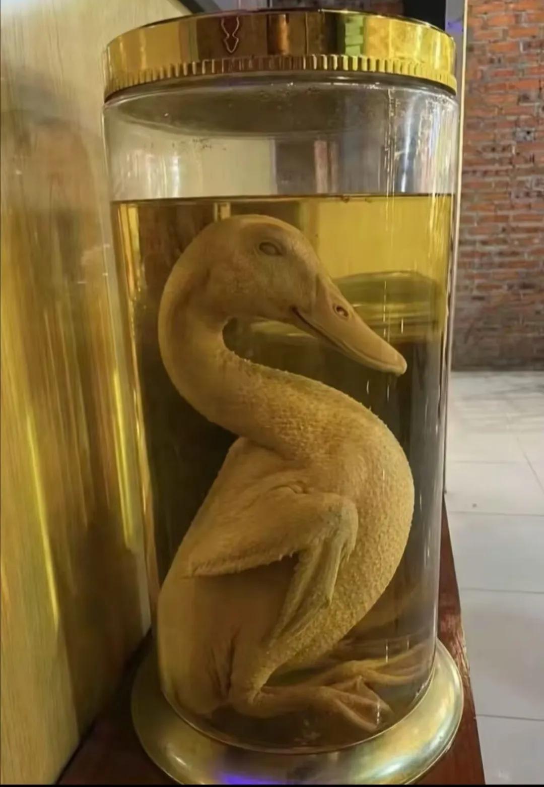 最近压力大，身体需要补补，第一次学泡酒这样子可以吗？