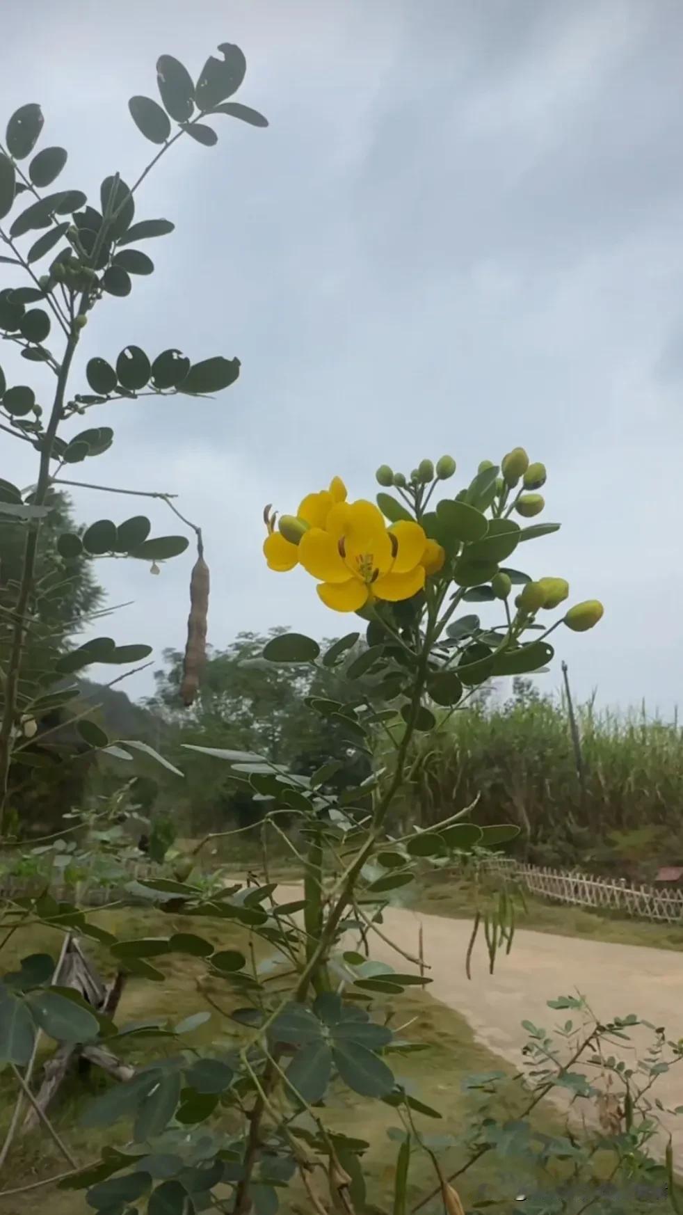 每天分享一些花的照片花花🌸草草分享。