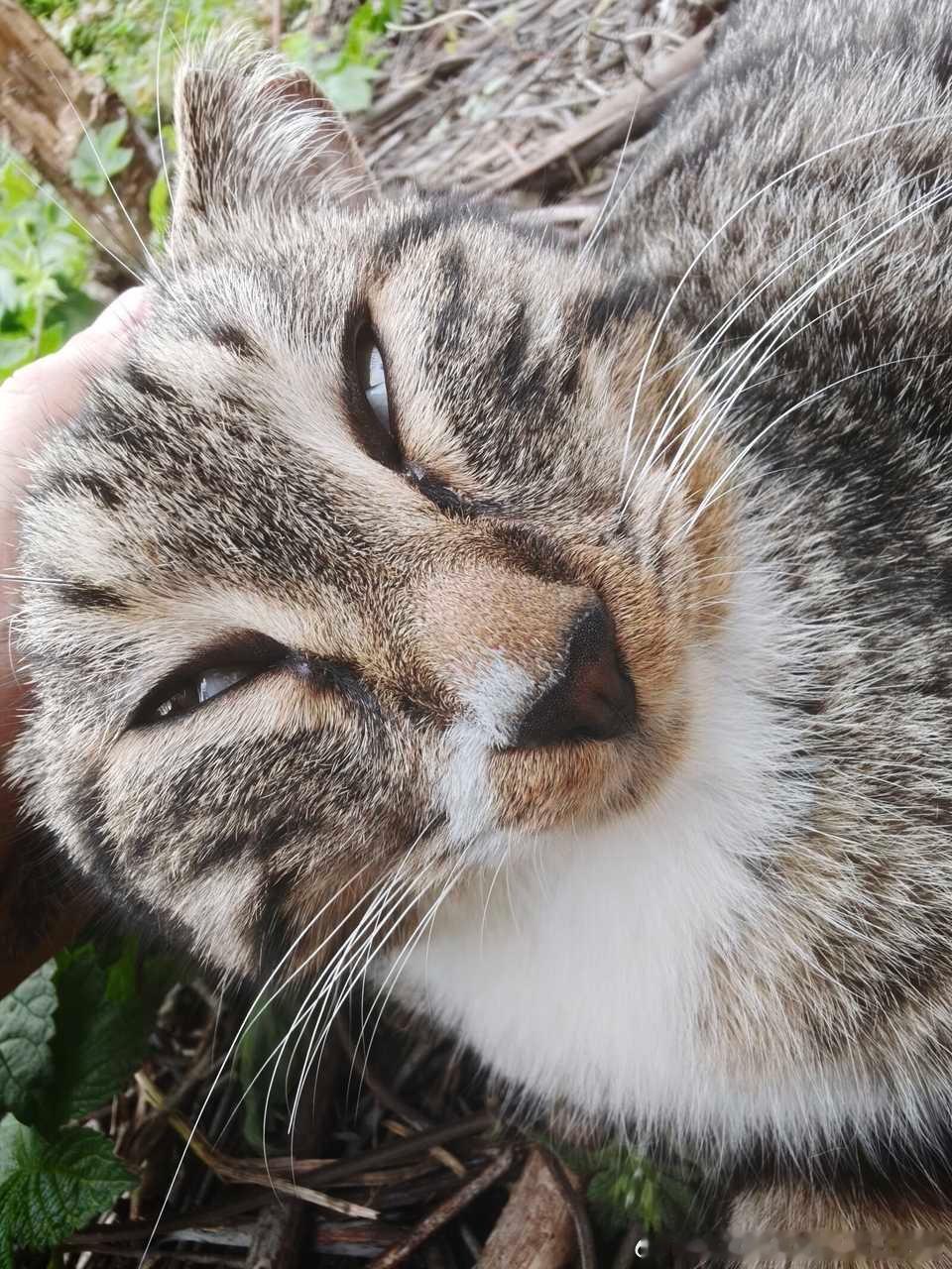 49322【丑猫】？ 