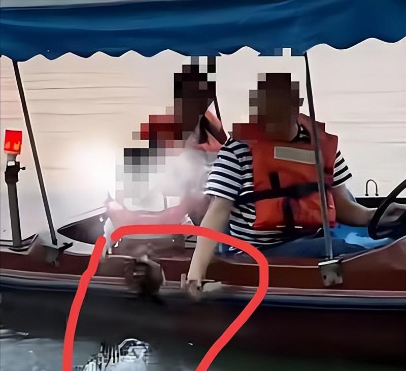 “这种人就应该拉黑!”浙江杭州,一名游客在船上,光天化日之下,竟然伸手把一只还没
