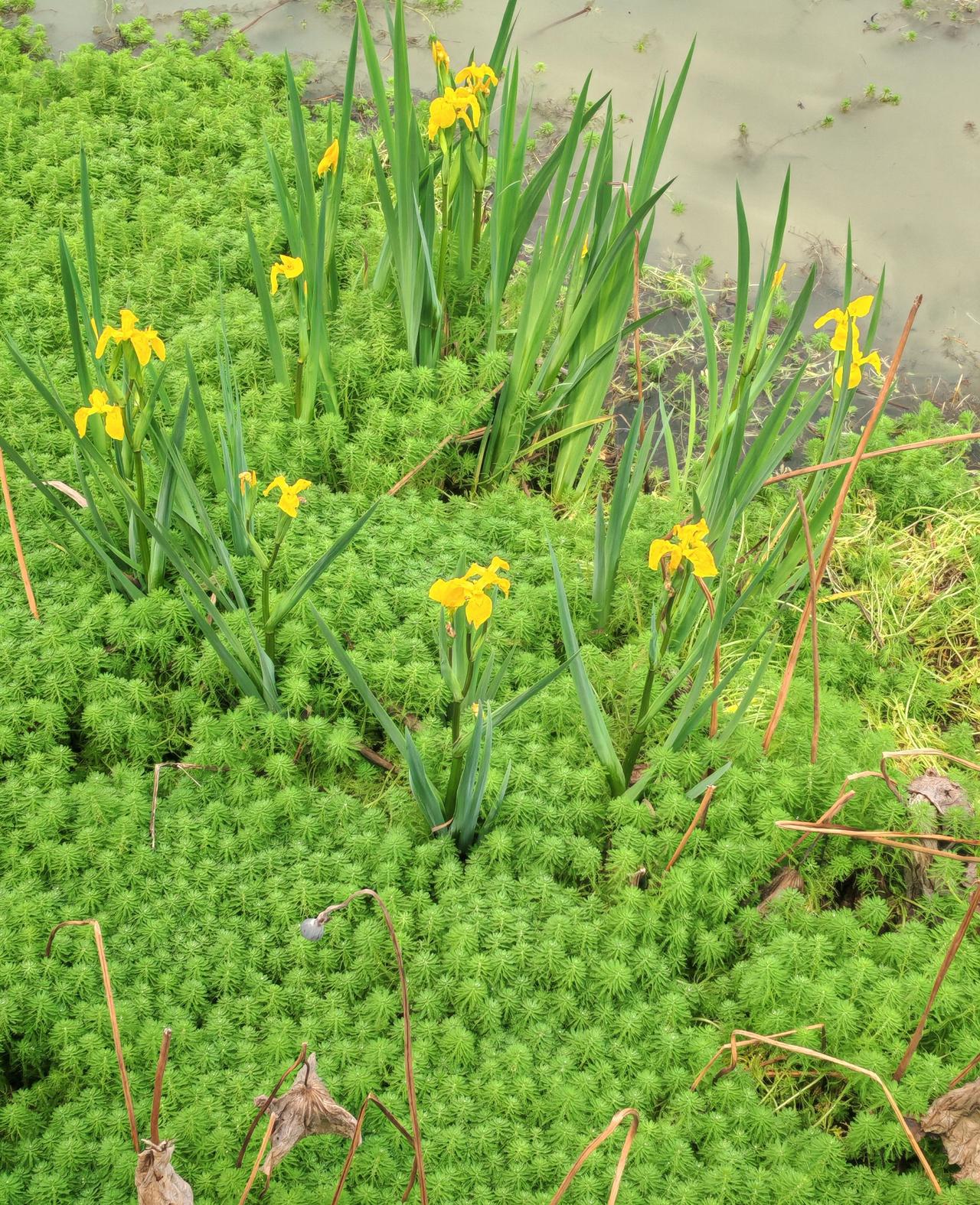 有个育儿专家说，如果你生的孩子很单纯，智商也不是很高，那么恭喜你，虽然他幼稚，心