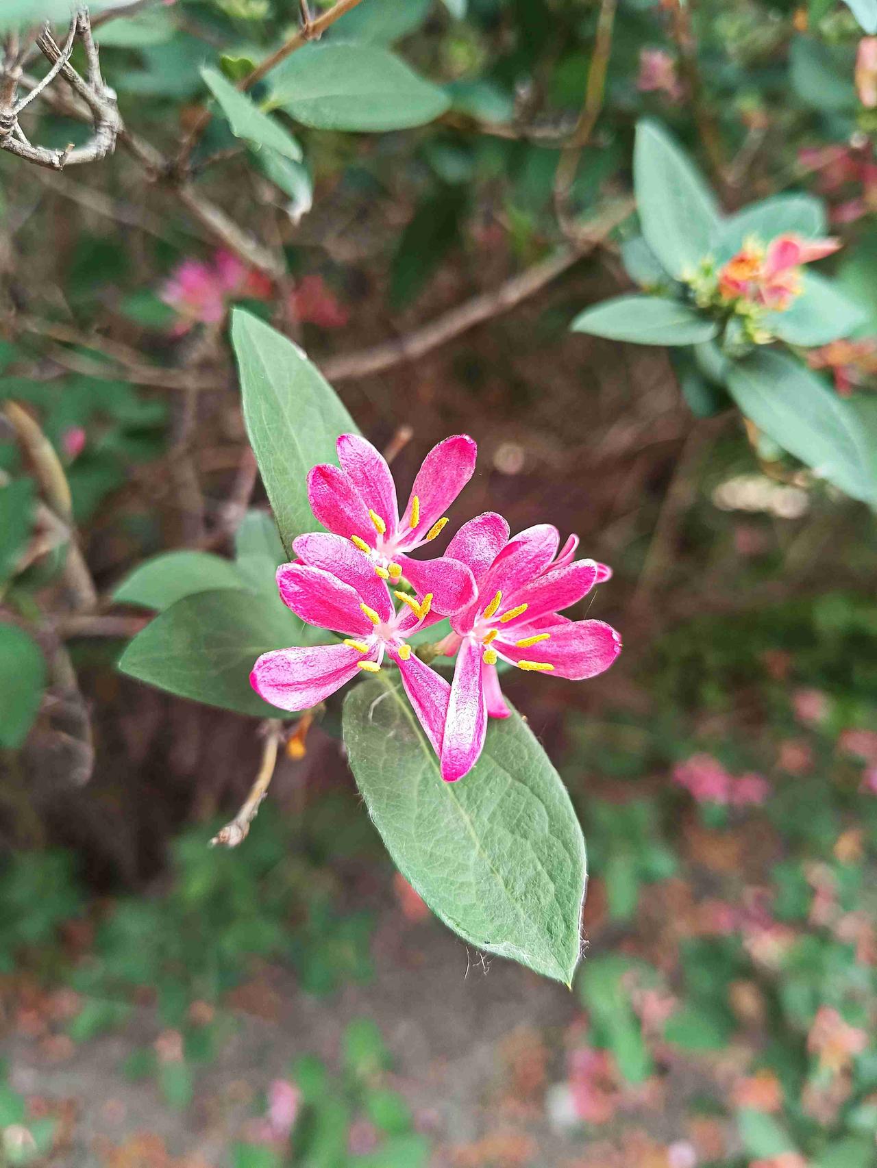 风路过夏枝，撞见一簇粉玫红的温柔。蓝叶忍冬的花，成双成对开着，像把细碎的浪漫，悄