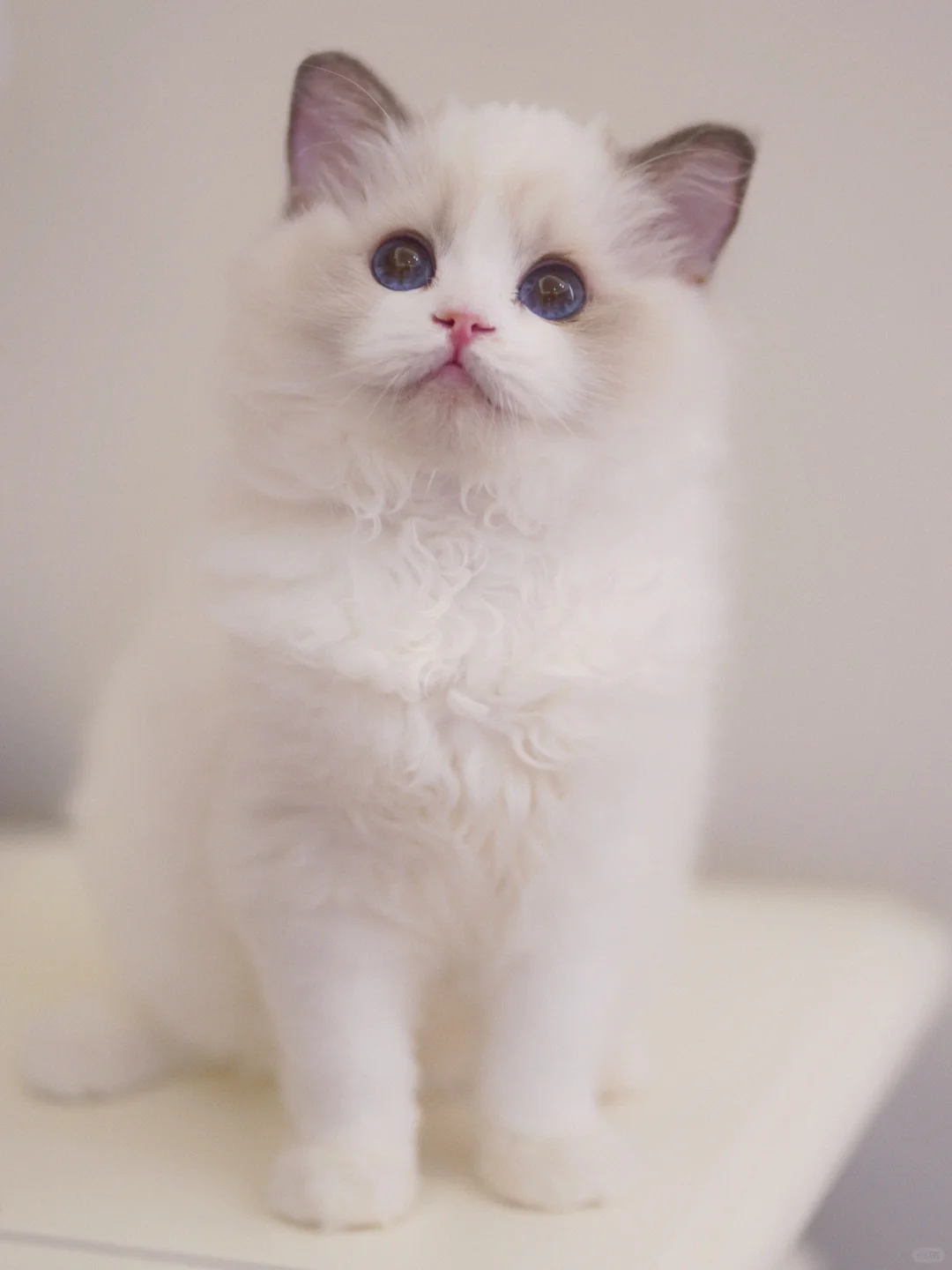 我的娃娃脸蓝双妹妹❤️