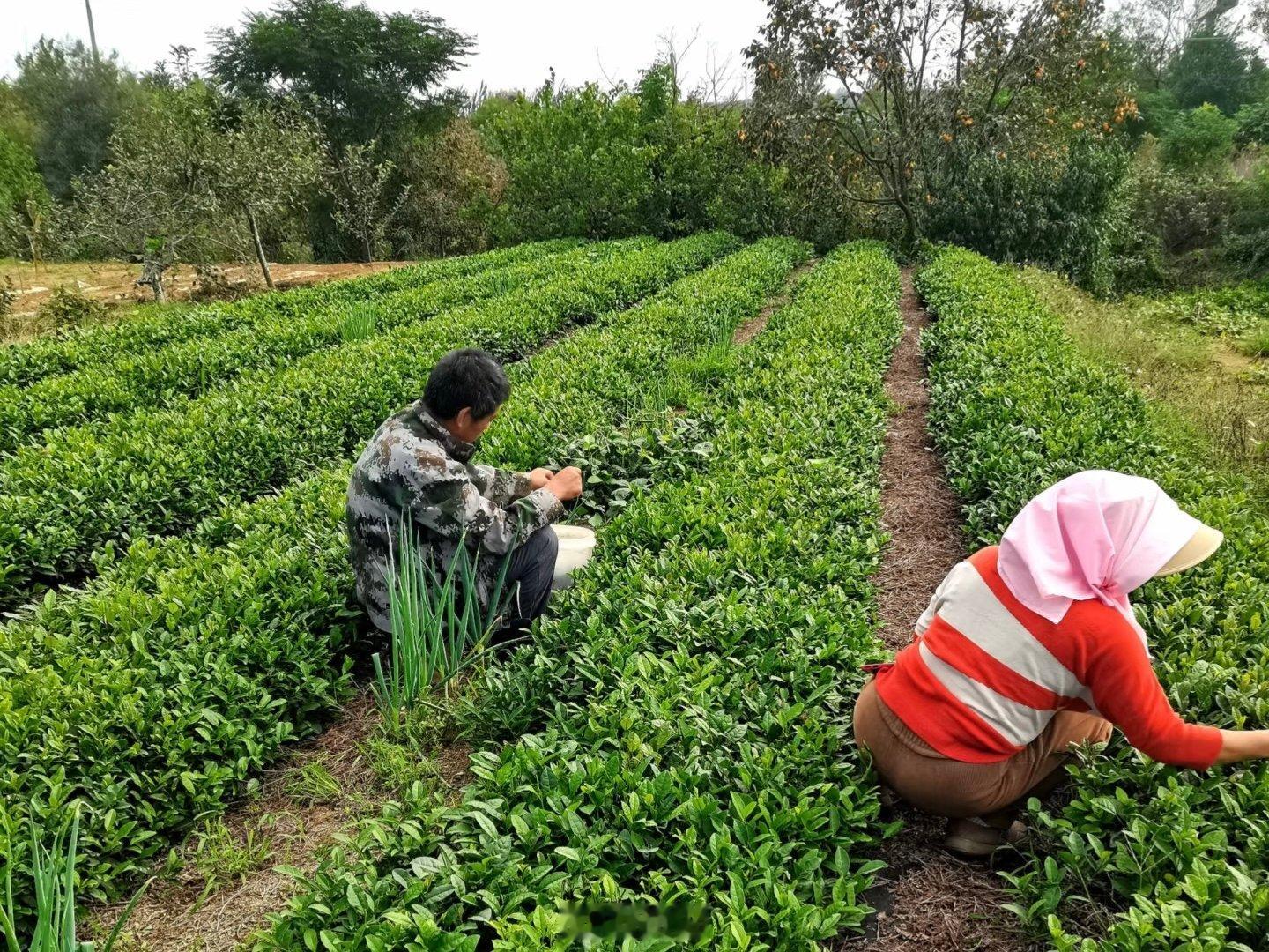 【沃野植果绘新章，深耕林果助振兴】山东学子沃野探路谋林果转型新局2026山东暑期