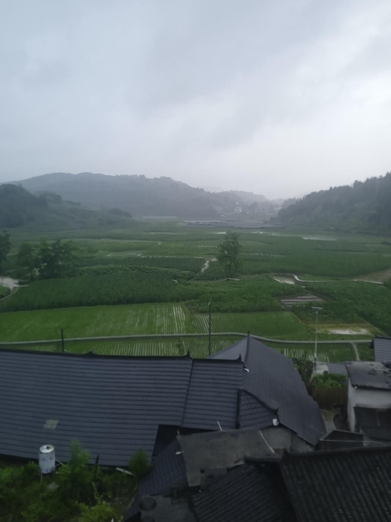 鲜活

鸟儿在暮色的雨中依然欢叫
唱响着一曲曲热忱的旋律
苍绿的山林天地之间
带