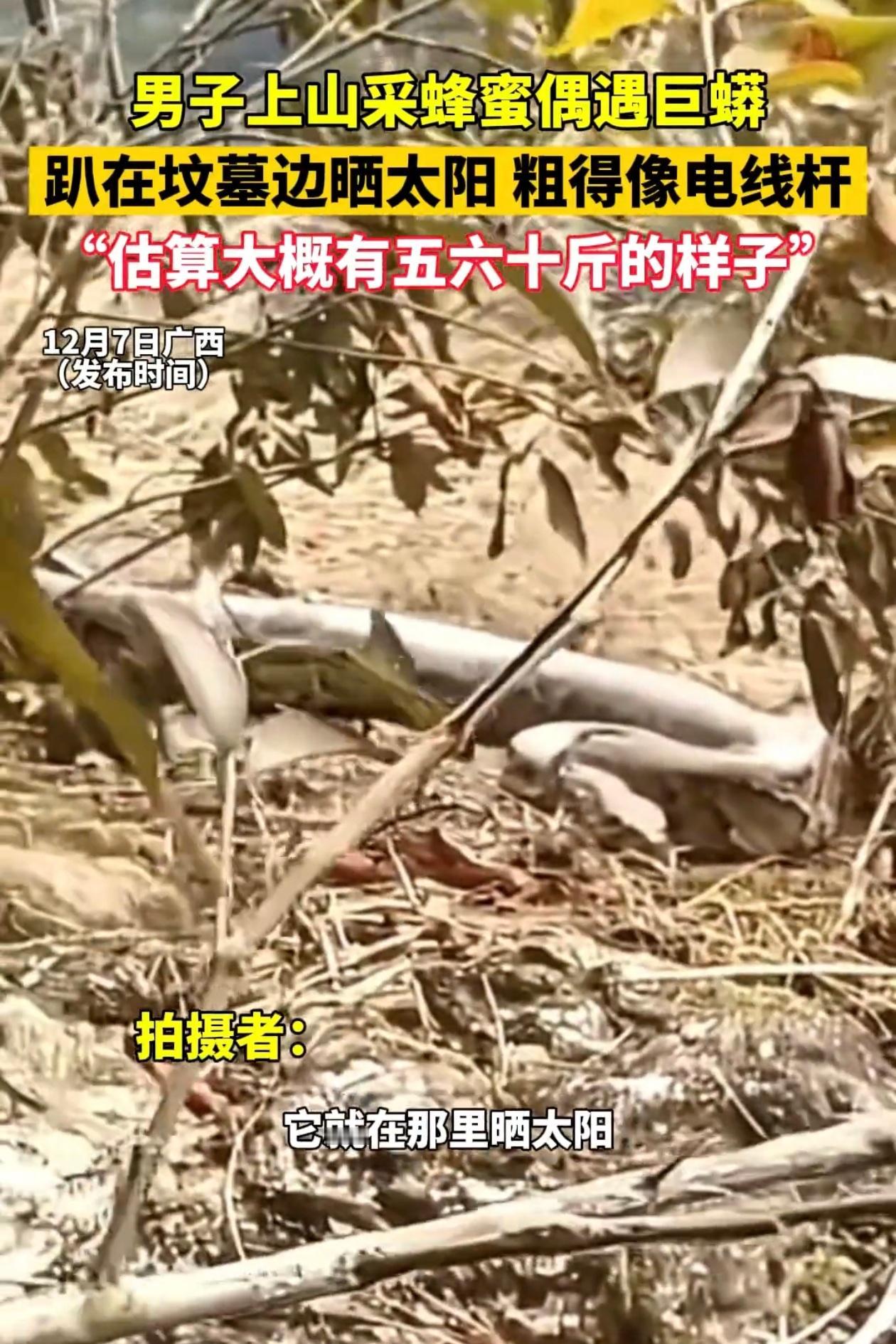 广西防城港张先生上山找蜂蜜，老坟旁边草丛，一条蟒蛇盘那儿，五六十斤，粗得跟成人大