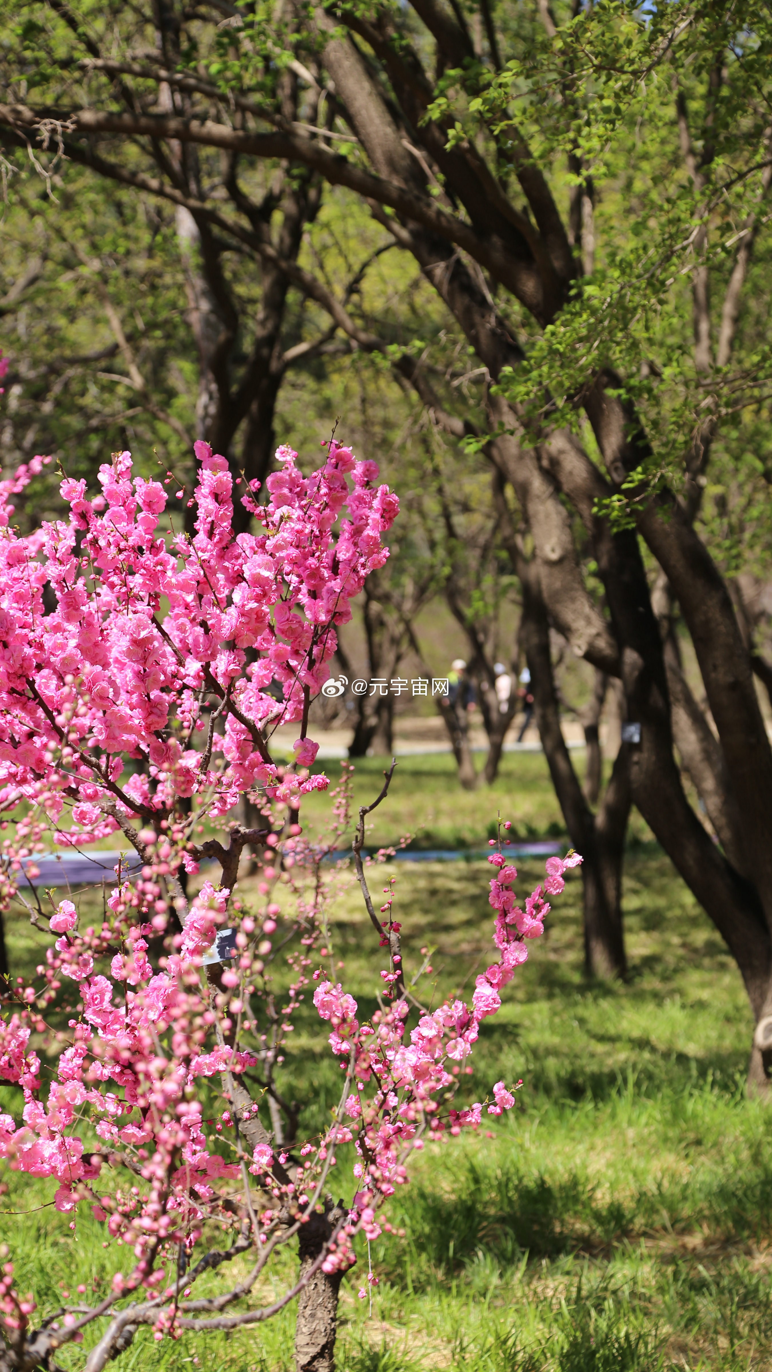 清明寻芳，正是踏青好时节。桃红深浅相映，花开如云似锦。清风拂过，落樱缤纷，恰似“