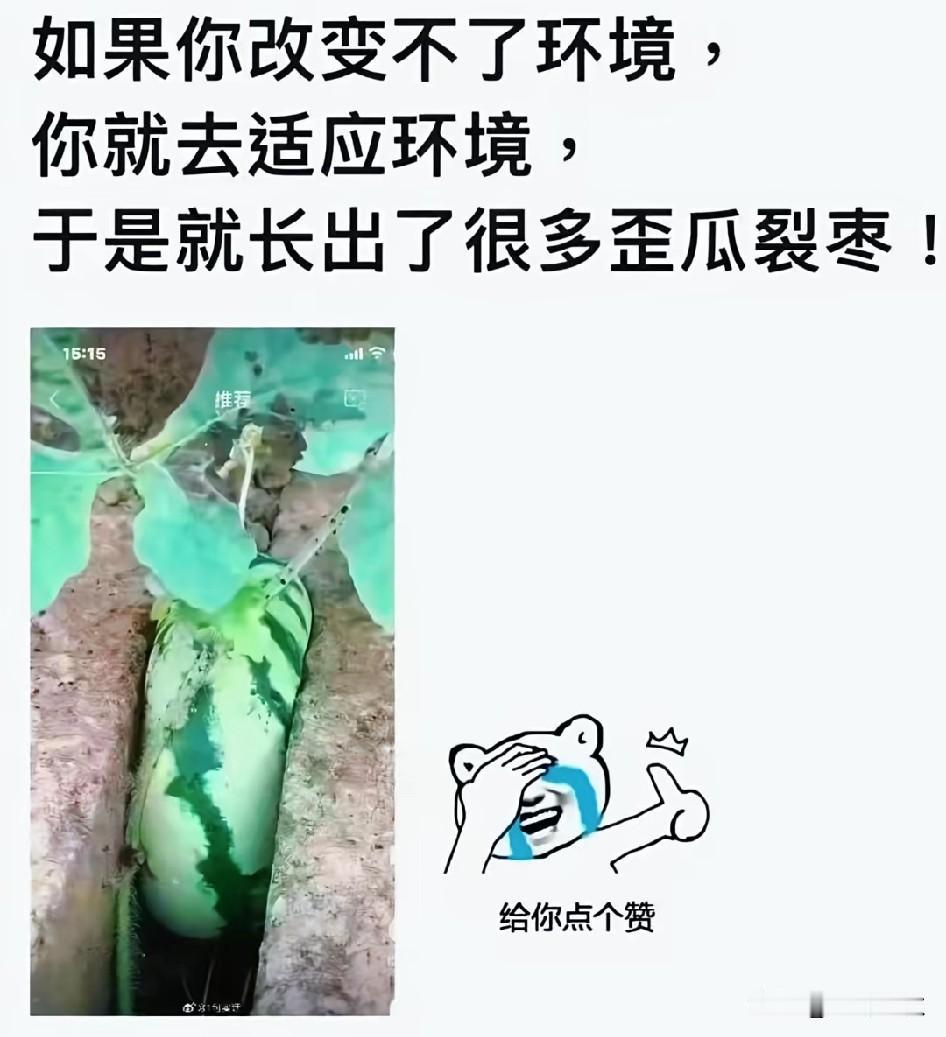 用事实说话，改变不了环境，就去适应环境长出来的西瓜，大家悟到了什么？