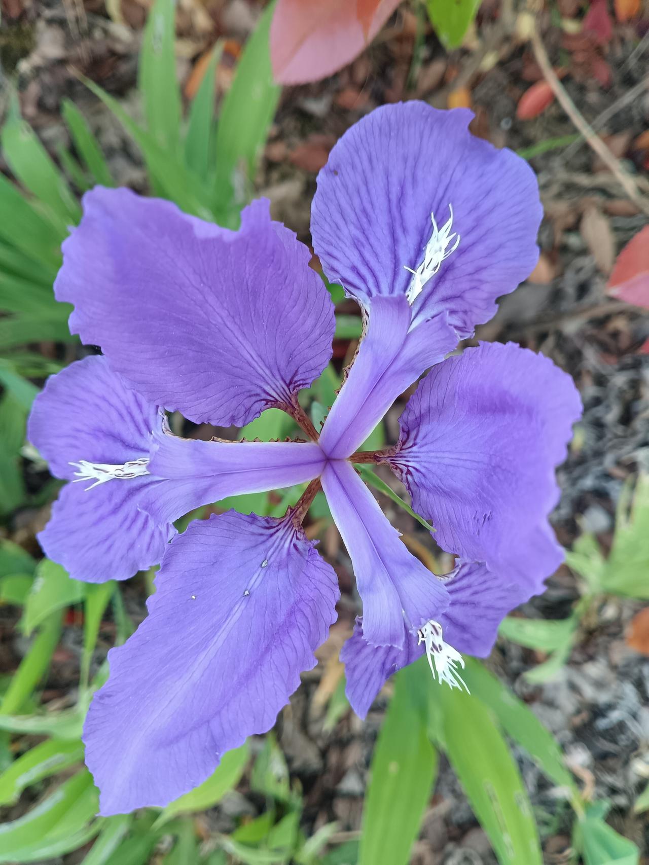 紫蝶栖枝，风递幽香。鸢尾舒展紫色羽翼，在春日的暖阳里，写尽了初夏的温柔与热烈。