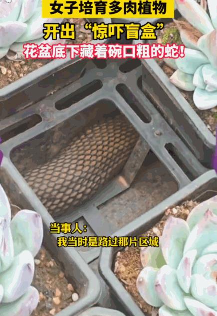 云南昆明，一女子在阳台照顾多肉植物。就在她准备移盆时，突然注意到花盆底部在剧烈地