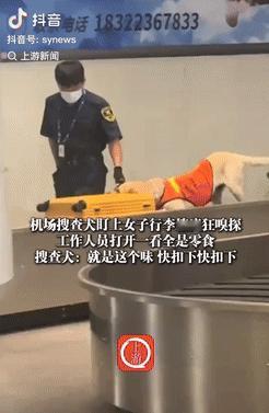 [中国赞]万万没想到！8月19日，天津，一女子过机场安检时，搜查犬突然盯上她的行
