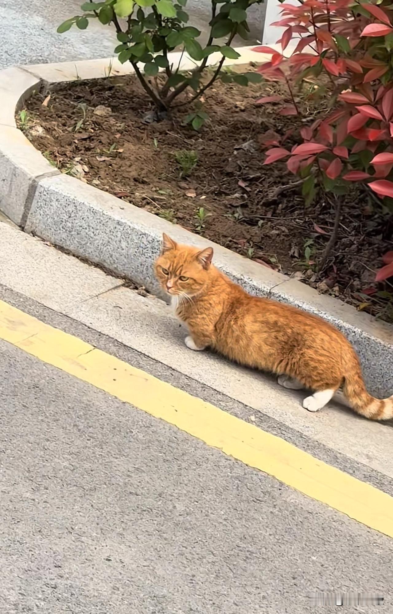 哈哈，这身材比例，这是什么品种？