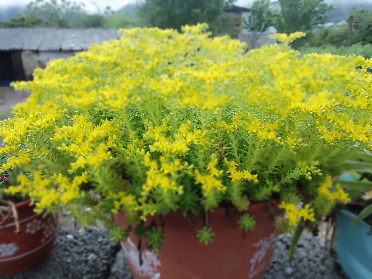 我推开斑驳的木门，院角那株缀满了粉白花苞的老海棠，花瓣儿轻颤，似是怕扰了这晨寂静