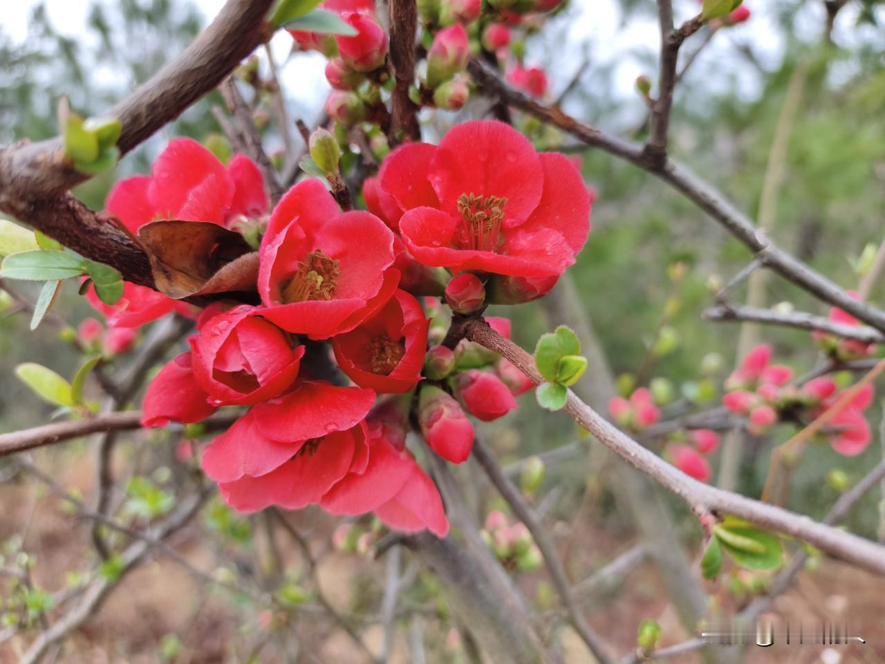 海棠花开，那真是一场视觉盛宴。一到海棠盛开的时节，仿佛进入了粉色的梦幻世界。
海